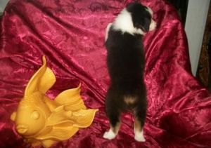 Sweet Australian Shepherd Pups .