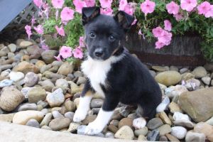 Cody Mini Aussie Mix ***