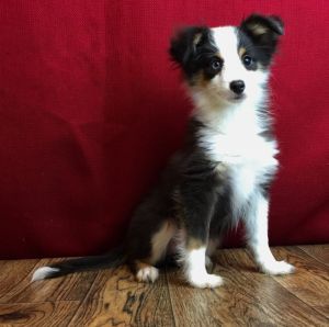 Betty Shel-aussie ***