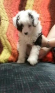 aubrey mini aussie poo female