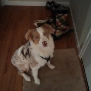 Red Merle Australian Shepherd Puppy