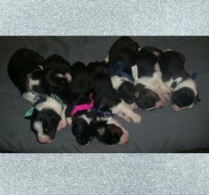 AKC & CKC Australian Shepherd puppies