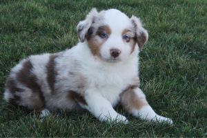 tobie male aussky red merle