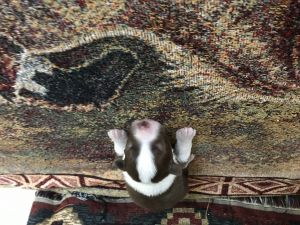 Australian Shepherd Puppies