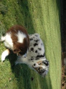 Cute male and female Australian Shepherd pups