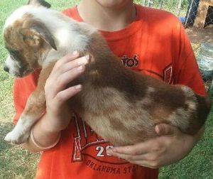 Australian shepherd mix