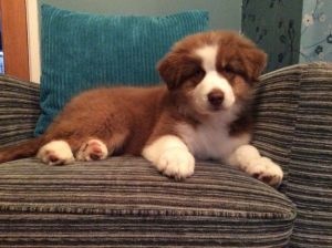 2 Australian Shepherd pups TEXT , ***