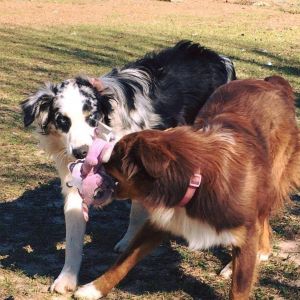 Akc Australian Shepherd
