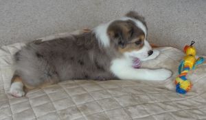 lovely cute Australian shepherd