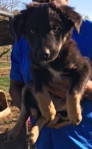 Australian Shepherd Puppies