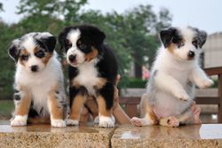 Australian Shepherd puppies
