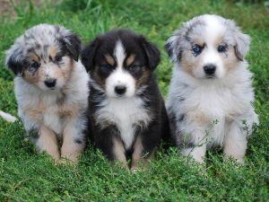 Australian Shepherd Puppies Available