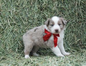 Gorgeous Australian Shepherd/Border Collie cross Puppies!!