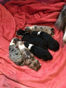 Long Tail Australian Shepherd Puppies
