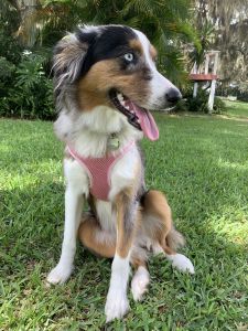 Mini Aussie for sale to good home
