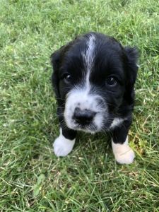 Australian Shepherd/ English spaniel