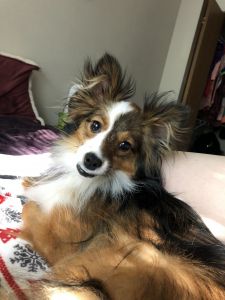 Mini Aussie/Sheltie mix for sale