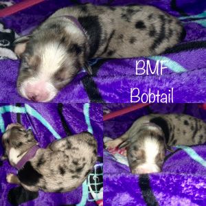 AKC Blue Merle pups!
