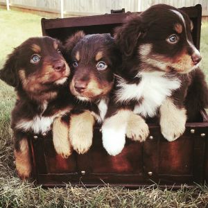 Two Red Tri Aussie Pups