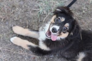 5 Month Old Miniature Australian Shepherd