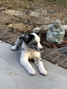 selling Australian Shepard