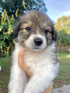 Australian shepherd mix puppies need home !!!!!