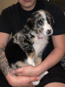 Blue Merle