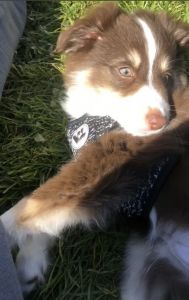 Koda 3 month old puppy