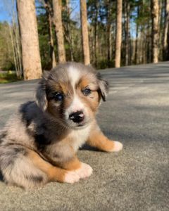 Australian Shepherd puppies for sale