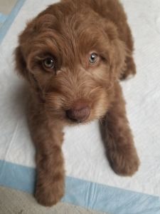 Aussiedoodle Pup