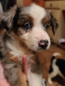 Australian Shepherd/ Blue heeler mixed