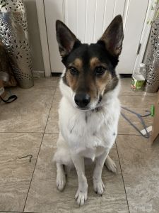 Australian shepherd healer pup