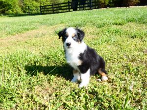 Aussie AKC reg. Puppies for sale