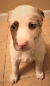 Australian Shepherd Red Merle