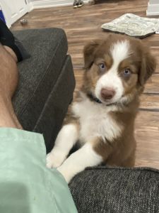 Aussie Sheppard for sale