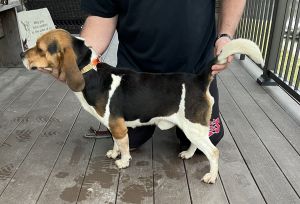 Four year old male beagle good Hunt runs good