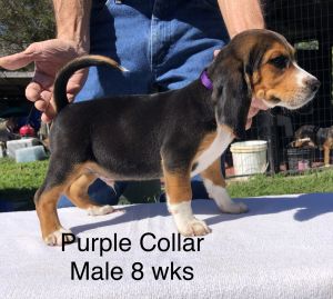 UKC Registered Puppies