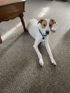 Loving home for Jack