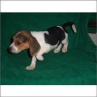 Nice & Cute Male/female Bagel Hound Puppies.
