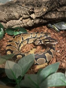 Female Ball Python