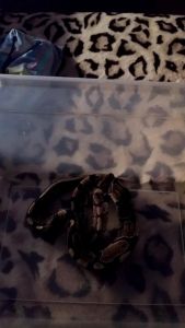 Ball python + Terrarium