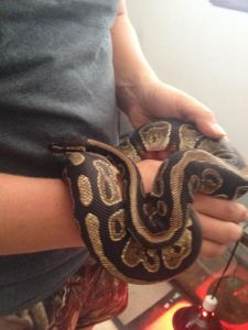Beautiful Ball Python