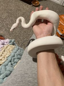 Blue Eyed Lucy Ball Python