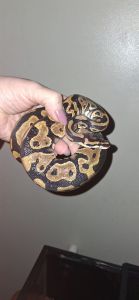 Beautiful friendly ball python