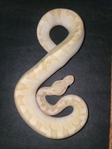 banana bamboo het dg 2025