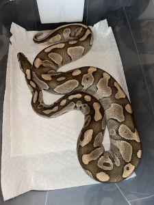 Female Ball Python