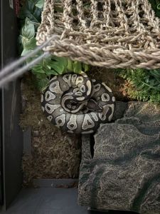 Rehoming ball python