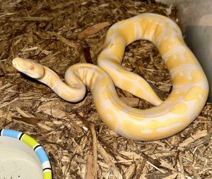 Lavender Albino