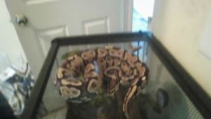 ball python with cage and supplies and 3 mice