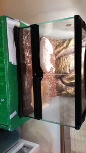 Ball Python and Enclosure